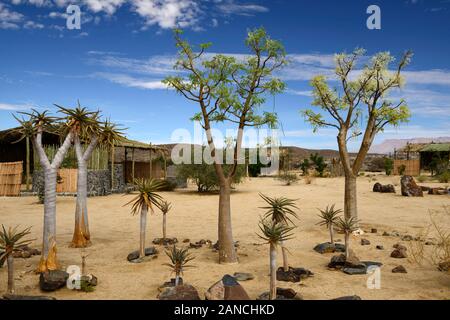 Quiver Tree,arbres,Kokerboom,Aloe dichotoma,succulentes succulentes,affichage,,affiche,, Désert du Namib,Garderie,isu de la Réserve Naturelle du Mont Brandberg en Namibie,RM,UN Banque D'Images