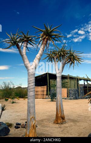 Quiver Tree,arbres,Kokerboom,Aloe dichotoma,succulentes succulentes,affichage,,affiche,, Désert du Namib,Garderie,isu de la Réserve Naturelle du Mont Brandberg en Namibie,RM,UN Banque D'Images