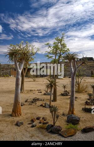 Quiver Tree,arbres,Kokerboom,Aloe dichotoma,succulentes succulentes,affichage,,affiche,, Désert du Namib,Garderie,isu de la Réserve Naturelle du Mont Brandberg en Namibie,RM,UN Banque D'Images