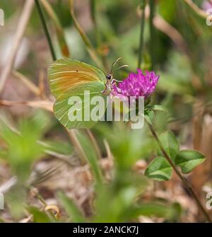 Papillon Gonepteryx Cleopatra cleopatra sur une fleur de trèfle dans la campagne espagnole dans les Picos de Europa Banque D'Images