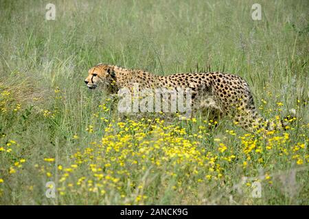 Big cats,Cheetah,guépards,Acinonyx jubatus,debout dans l'herbe haute,vitre,la traque,recherche de proies,alerte,conscient, Etosha National Park, Namibie Afrique,RM Banque D'Images