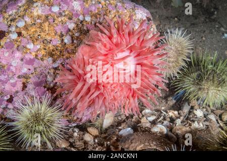 Anémone rouge du nord, (Urticina felina), l'anémone est en train de plus en plus d'un autre disque oral probablement en raison d'une blessure. Le Maine. Golfe du Maine Banque D'Images