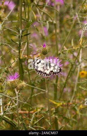 Papillon blanc marbré ibérique Melanargia galathera sur le capitule dans la campagne espagnole dans le Nord de l'Espagne Picos de Europa Banque D'Images