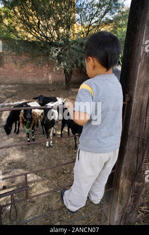 Mexican boy looking at goats, San Miguel de Allende, Mexique Banque D'Images