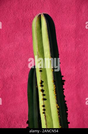 Cactus contre mur rose, Mexique Banque D'Images