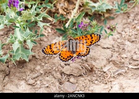 Spotted Fritillary butterfly Melitaea didyma au soleil sur la masse dans la campagne espagnole dans le Nord de l'Espagne Picos de Europa Banque D'Images