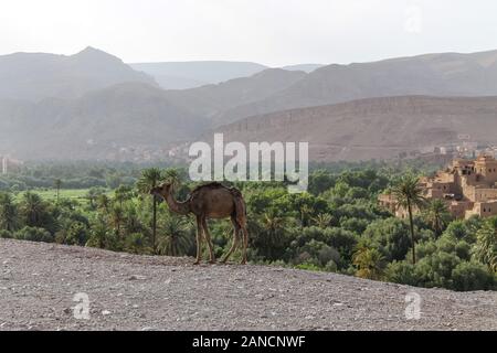 Vue panoramique sur l'oasis de Tinghir dans la vallée du Dadès près de la rivière Tondra, dans le sud du Maroc. Banque D'Images