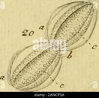 Infusoria Animalcula ; fluvia tilia et marina . Banque D'Images