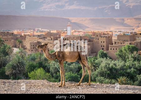 Vue panoramique sur l'oasis de Tinghir dans la vallée du Dadès près de la rivière Tondra, dans le sud du Maroc. Banque D'Images