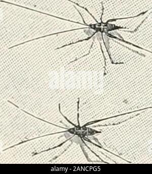 Un texte-livre d'entomologie, y compris l'anatomie, la physiologie, l'embryologie et de métamorphoses d'insectes, pour utilisation dans l'agriculture et des écoles et collèges techniques ainsi que par l'entomologiste de travail . Banque D'Images