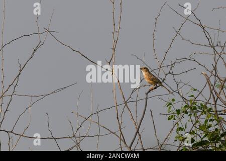 Un Isabelline Wheatear (Oenanthe isabellina) perché sur une mince branche, isolé sur un fond flou, Gujarat, Inde Banque D'Images