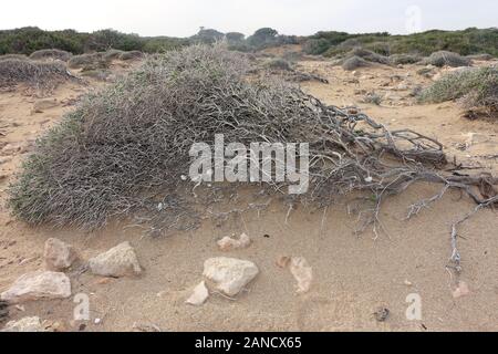 Phönizischer Wacholder (Juniperus phoenicea, Syn. Juniperus turbinata), vom permanenten vent an der Küste zu Boden gedrückt, Bafra, Halbinsel Karpaz, Banque D'Images