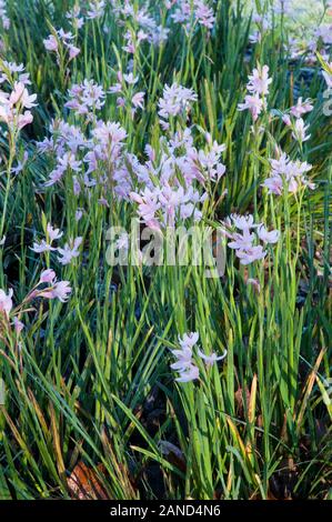 Drapeau rouge, rose Hesperantha ou Lily lily Kaffir. Nom était Schizostylis jusqu'à ce qu'un changement en 1990. Une floraison d'automne vivace semi evergreen. Banque D'Images