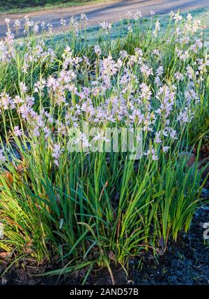 Drapeau rouge, rose Hesperantha ou Lily lily Kaffir. Nom était Schizostylis jusqu'à ce qu'un changement en 1990. Une floraison d'automne vivace semi evergreen. Banque D'Images