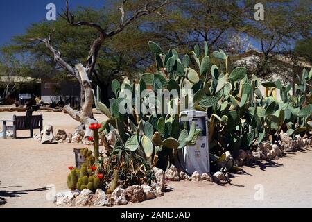 Ancienne pompe à essence,essence,essence,gaz,cactus opuntia,,prickly pear cactus fig,essence,gare,village désert Solitaire Solitaire,Village,Région Khomas, près de t Banque D'Images