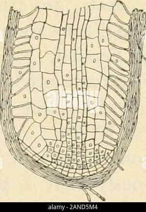 Un texte-livre de mycologie et pathologie végétale . asstores de réserver du matériel. Ce sont certaines des principales formes du thalle végétatif des champignons. Plus de détails seront donnés dans la discussion qui suit. Certaines épidémies soudaines de rouilles CARACTÉRISTIQUES DES CHAMPIGNONS VÉRITABLE 49 ont été attribuées par Eriksson à la présence de la rouille du protoplasme mélangé avec le protoplasme de l'hôte. À cette includedfungous protoplasme il a donné le nom mycoplasm). Certains champignons sont symbiotiques, c'est, ils sont trouvés en re-lation intime avec les plantes contenant de la chlorophylle et d'obtenir d'eux foodof Banque D'Images