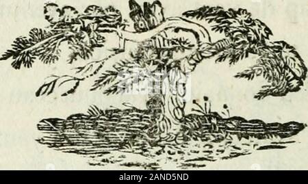 Fables de Lessing . LIVRE I. 4i FABLE XV. LE PORC ET LE chêne. CJ N porc, au pied dun chêne, en glouton affamé&gt ; Se rassasiait, nous dit-on, de glandes, sa plus chère,pâture et dont un coup de vent avait par aventure Jonché la terre avec profusion.Dieu ScUt sil sen donnait ! Vrai pourceau contenu davaler dÉpicure,Non, il dévorait des yeux : ingrat, lui dit enfin le chêne,Ma bonté te nourrit, et tu nes point honteux de profiter dune pareille aubaine ,de te repaître ainsi de mets si doux pour toi, Sans seulement jeter sur moi un regard de reconnaissance : le porc, alors, sarrêtant à regret.Grogn Banque D'Images