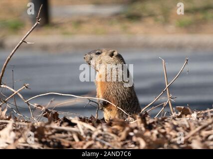 Vue de côté de la marmotte (Marmota monax), comté de Berks, en Pennsylvanie. Banque D'Images