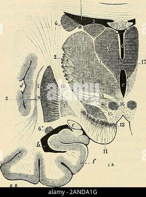 Traité d'anatomie humaine . est directement appliquée contre la faceinférieure de la couche optique. Elle renferme, comme éléments anatoraiques, des libres longi-tudinales très lînes darrière, qui se dirigent en avant, mais dont la provenance est encore incer-taine. Tandis que Meynert les considère comme une dépendance de la bandelette, longitudinalepostérieure Forel les rattache aux faisceau. elférents ; du noyau rouge de la calotte, au pédon- 742 NEVROLOGIE. cule cérébelleux supérieur therefore. Me 11 paraît naturel de considérer les fibres de la SCÉ commentaire appartenant au système du faisceau comm Banque D'Images