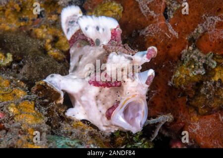 Poisson Grenouille verruqueux, Antennarius maculatus, Dumaguete, Philippines Banque D'Images