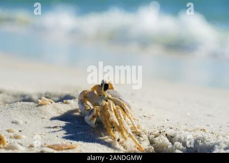 M. Crab sur la plage Banque D'Images