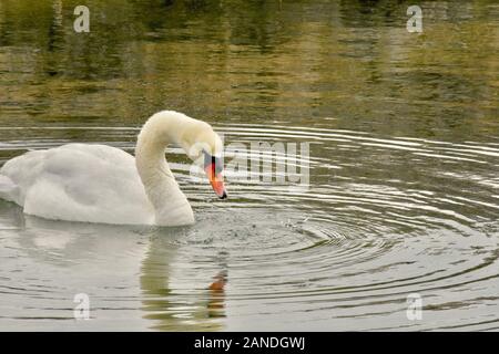 Beau cygne blanc flottant dans harbour que du centre. ( Cygnus olor) Banque D'Images