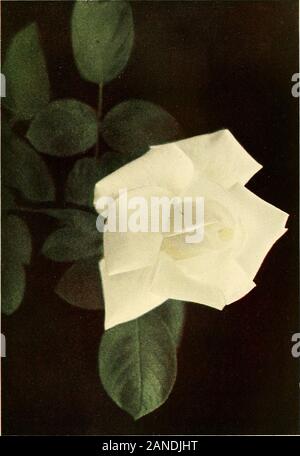 Le livre pratique de plus en plus rose à l'extérieur pour le jardin . ch à lilas et le othershaded pink shell. Quatre roses : une lumière rose, un sombre pour imperialpink, une seule chair à la lumière rose saumon, et l'un silverpink à foncé-saumon rose corail parfois. Quatre teintes de rouge : crimson cerise, crim-fils lumineux, brillant carmin et cramoisi écarlate. Quatre teintes de jaune : jaune clair, jaune-orange et rose cuivré,bronze rougeâtre. Dans cette suite au passage de seize roses nous haveincluded la meilleure rose de chaque grande ombre. Theirqualities ont été noté dans la description, il whichaccompanies Banque D'Images