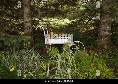 Support de plante en forme de brouette blanche avec pélargonium rouge - Fleurs de géranium et Picea - arbres de l'épinette dans le pays arrière-cour jardin en été Banque D'Images