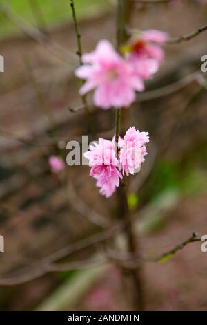 Fleurs de cerisier (pêche) s'épanouir à Nhat Tan - Le jardin est l'un des plus fleur préférée au festival Tet au Vietnam. Nouvel An lunaire Banque D'Images