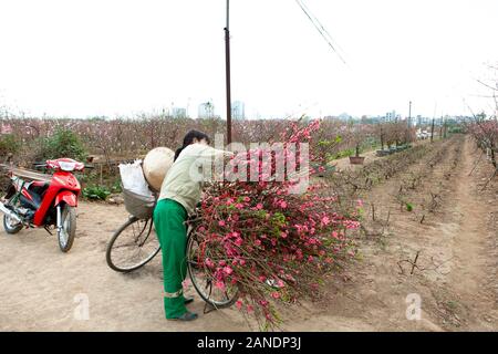 Nhat tan, Hanoi, Vietnam, Jan 15, 2020 : Peach flowers blossom dans Nhat Tan - Le jardin est l'un des plus fleur préférée au festival Tet au Vietnam. Luna Banque D'Images