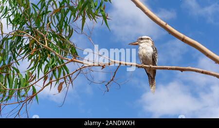 Un kookaburra ou rire Jackass perché dans un gum tree Banque D'Images