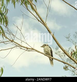 Kookaburra australien iconique ou rire Jackass assis dans un gumtree Banque D'Images