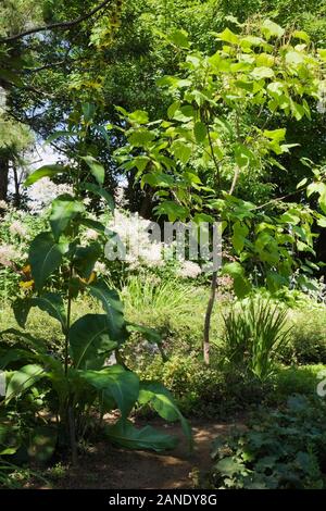 Catalpa bungei Catalpa mandchoue - arbre dans le jardin en été, Jardin du Grand Portage jardin, Saint-Didace, Lanaudière, Québec, Canada. Banque D'Images