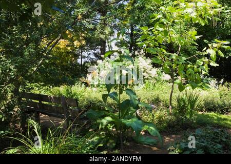 Assis en bois banc et catalpa bungei Catalpa mandchoue - arbre dans le jardin en été, Jardin du Grand Portage jardin, Saint-Didace, Québec. Banque D'Images