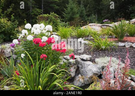 Phlox rouge et blanc fleurs dans un rock tranchant dans la cour avant la frontière pays jardin en été. Banque D'Images