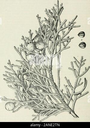 Les arbres forestiers de la pente du Pacifique . untaius givenin sera Ji future publication. Événement. Pistes de haute montagne exposés et de canyon et d'autre, dans les sols rocailleux et graveleux à sec, parfois dans les fissures de la roche. En très ouvert, mais pratiquement les peuplements purs, ou amongJeffrey dispersés et pins tordus. Cli.matic Conditions.-semblables à ceux de .Jeffrey pine. ToLER.NCE.- pas parfaitement connue. Semble être décidément tolère pas l'ombre dans allstages ; de croissance se développe toujours en pleine lumière. La reproduction.-semoir très abondant, mais les semis sont seulement quelques scatteredin sol minéral et pur. FOEEST 186 T Banque D'Images