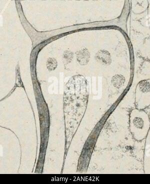 Journal officiel de la recherche agricole . fv il ^-y. v&gt ; D -^^^r x 1 w. " 7/ . c, Journal of Agricultural Research, Washington D. C. PLAQUE b AQ 4Puccinia graminis tritici formulaire III sur Mindum A.-trois jours après l'inoculation. Section longitudinale du roulement appres stoma-sorium. Les murs extérieurs et intérieurs de cellules de garde modifiée. X730. B.-sept jours. D'appressorium de mourir, les cellules de garde mort, murs contigus cellules gonflées, ofepidermal et cellules du mésophylle plus proche de la mort. o Le champignon a notentered. X730. C.-^deux jours de l'infection. Deux sections. Chef de stomie et partie d'infecter d'hyphain Cj ; reste de l'hyphe, Banque D'Images