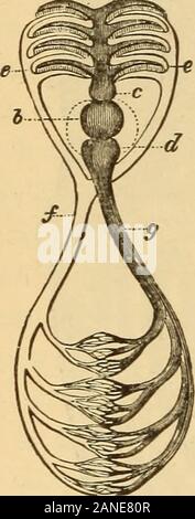 La vie animale dans la mer et sur la terre . Anatomie du carpe. br, branchies, ou les ouvertures ; e, coeur, foie, / ; vn, vn, une vessie;ec, canal intestinal ; o, ovarium ; u, de l'uretère ; un, l'anus, du vagin ; o;u, ouverture de l'uretère. Le côté-vue montre la disposition oi* les muscles invertical flocons. 198 LA VIE ANIMALE DANS LA MER ET SUR LA TERRE.. a et b. Le sang, après le passage de l'oreillette pour theventricle, est envoyé à l'branchies pour être purifié. Il s'écoule ensuite à toutes les parties du corps avant de retourner à l'oreillette. 12. Les dents. generallywell-poissons sont fournis avec les dents, depuis le Banque D'Images