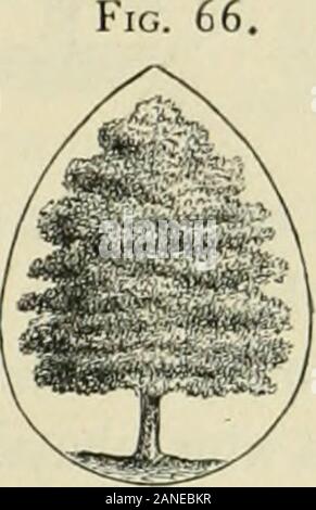L'art d'embellir suburban home base de petite extentWith la description de la belle et hardy arbres et arbustes cultivés aux États-Unis . Fig. 67. Banque D'Images