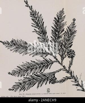 Les arbres forestiers de la pente du Pacifique . 5j,sa ns. (Gr. crf-c Iiiice : IIJ. TEEES FORÊT DU VERSANT DU PACIFIQUE. 147 Pic Bois Rouge à Oakland Hills ; mais au sud de San Francisco, sur la côte vers le large éventail,couvre crest et versant ouest, mélangé avec le sapin de Douglas et d'autres arbres, l'extension de southwardthrough Santa Cruz Mountains. Cesse pour quelques kilomètres autour de Monterey Baj, mais inSanta Lucia Mountains (comté de Monterey) se produit dans les canyons sur côté mer ofrange principalement à des altitudes de l'élévation du niveau de la mer à 3 000 pieds (le plus grand des arbres croissant dans peu d'SurRiver Bassin, près de Pico Blanco), s'étendant au sud jusqu'à Salmon Creek peut Banque D'Images