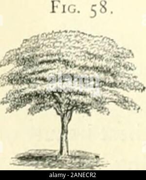 L'art d'embellir suburban home base de petite extentWith la description de la belle et hardy arbres et arbustes cultivés aux États-Unis . Les caractéristiques des arbres. 281 Banque D'Images