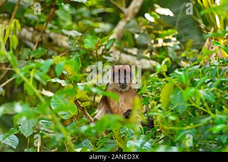 Le Colobe rouge ougandaise dans la jungle de l'Ouganda Banque D'Images