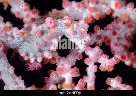 L'Hippocampe pygmée Bargibant, hippocampe bargibanti, Détroit de Lembeh, au nord de Sulawesi, Indonésie, Pacifique Banque D'Images