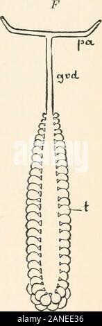 Un texte-livre d'entomologie, y compris l'anatomie, la physiologie, l'embryologie et de métamorphoses d'insectes, pour utilisation dans l'agriculture et des écoles et collèges techniques ainsi que par l'entomologiste de travail . Banque D'Images