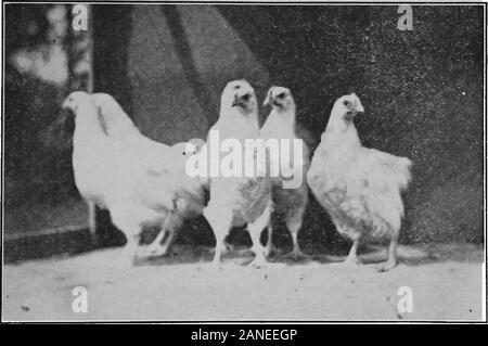 Le système progressif de Philo l'aviculture . Deux POULETS DE 27 LIVRES EN HUIT SEMAINES. Les soins de la poulets au cours des trois premières semaines, c'est le même asbefore,décrites et les travaux de finition les volailles du isaccomphshedin les cinq semaines. Après les trois premières semaines, ils devraient manger peu et souvent, fivetimes quotidiennement pour obtenir le meilleur développement dans un laps de temps. Tous les aliments devraient être humidifié avec du lait à l'exception du 12.2005 cornfed la nuit et le son de blé sec qui est constamment en avant-eux.du lait sucré à boire, ainsi que de l'eau, devrait être donnée pour obtenir le bestqu Banque D'Images