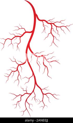 Les veines et les artères illustration design template Illustration de Vecteur