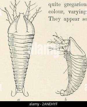 L'entomologie forestière . as de la part de la politique commune de sycomore (fig. 37). Il isnow connu sous le nom de Phyllocoptes acericola, Nal., et Connoldgives les synonymie-viz.  : Phyllocoptes acericola, NAL.Volvulifex Ceratoneon aceris, Amer.vulrjare, Bremi.Phytop)tus aceris, Murray. Les galles sont très communs sur la surface supérieure des feuilles ofsycamore {Acer pseudo-platanus). Dans certains cas, ils sont verythinly disséminées sur la feuille, en d'autres casesquite grégaire. Ils sont très beaux incolor, variant de l'orange - jaune au violet.Ils apparaissent peu après que les feuilles se développent, andmay b Banque D'Images