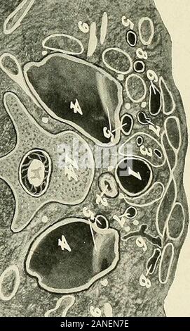 Un texte-livre d'anatomie clinique : pour les étudiants et les praticiens . k Banque D'Images