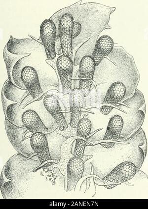 Organography de plantes, en particulier de l'archegoniatae heBedeutung spermaphyta . et, dans la flore, Ixxvii (1893), p. 431, la plaque viii et ix, figues, i, 2. ^ Voir Goebel, op. cit., p. 430, la plaque viii et ix. Fig. 3. • Voir Goebel, op. cit., p. 430, la plaque viii et ix. Fig. Est ; id. Und Morphologische biologischeStudien epiphytische : I. Uber Fame und Muscineen, dans Annales du Jardin botanique de Buitenzorg,vii(i888), la Planche V, fig. 53. * En ce qui concerne leur configuration voir Goebel, Pflanzenbiologische Schilderungen, i (1ES9,, p. ^^T Fig. 78, 79. Bien qu'il a été publié en 18S9, il a été récemment Banque D'Images