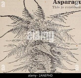 Livingston's true blue bulbes graines d'usines pour l'automne . e plantes. Les frondes sont d'un vert éclatant, gracieusement arquées, et qu'une ligne comme de la soie, faisant souvent vignes dix à douze pieds de long. Une belle plante pour grimper l'ed"e de la dentelle cur- ? Clut. Leur qualité durable quand coupe est remarquable, retainingtheir la fraîcheur pendant des semaines, d'où il grade- comme le plus valuableplant nous avons fortius fin. Les plantes fines, chaque, I5c. LargerPlants, chaque, 25c. et 5Oc, services postpayés. Azalées chinois prêts à l'expédition le 1er novembre. Ces connus et les plus belles plantes superbe arc dansle jardin-fenêtre ou véranda. Banque D'Images